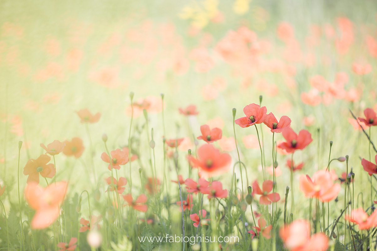 mil amapolas rojas