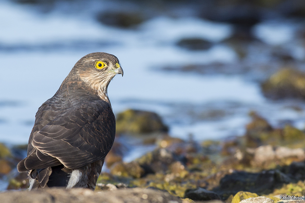 Sardinian sparrowhawk