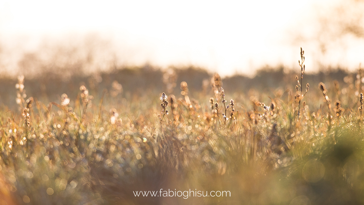 📷 Workshop fotografico in Sardegna su macro e paesaggio