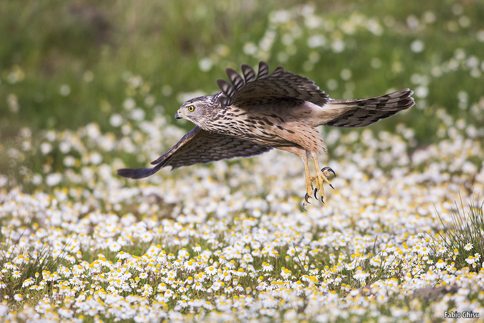 Sardinian goshawk and daisies