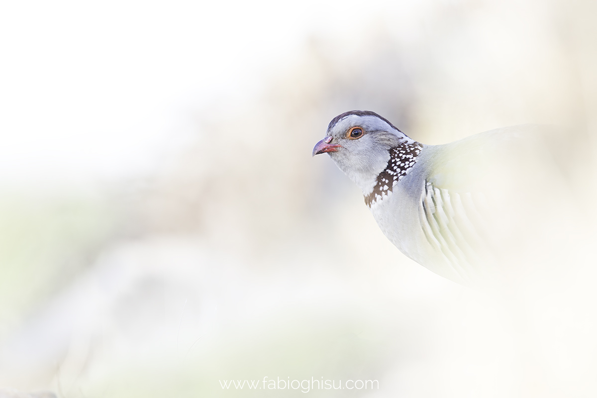 Partridge in the clouds