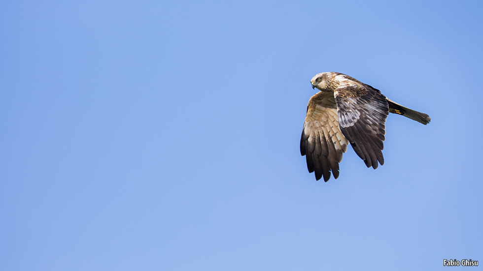 Aguilucho lagunero occidental