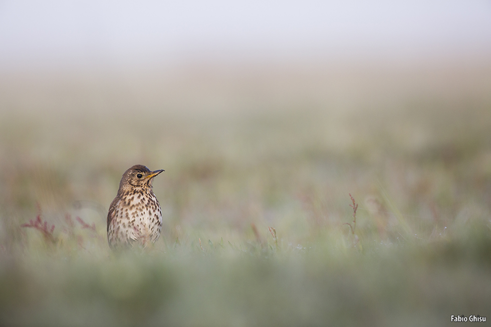 Song thrush