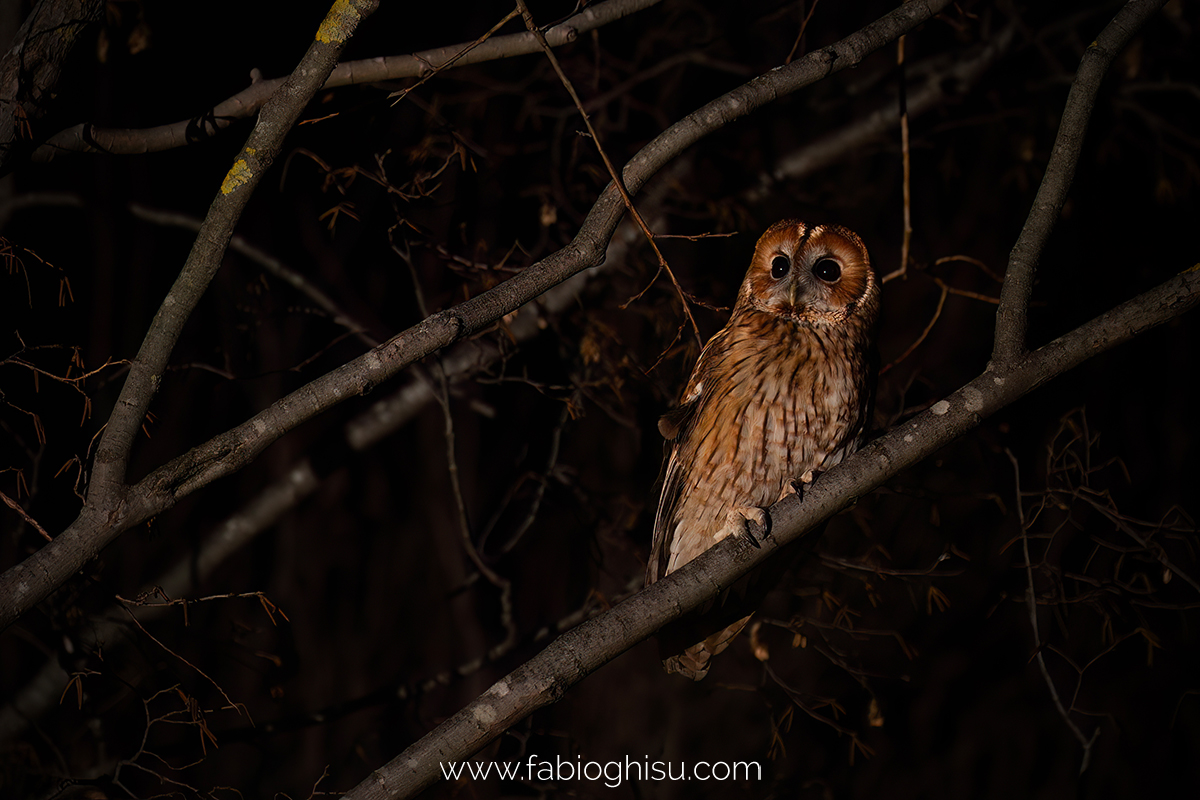 📷  Fotografare animali: workshop di fotografia naturalistica