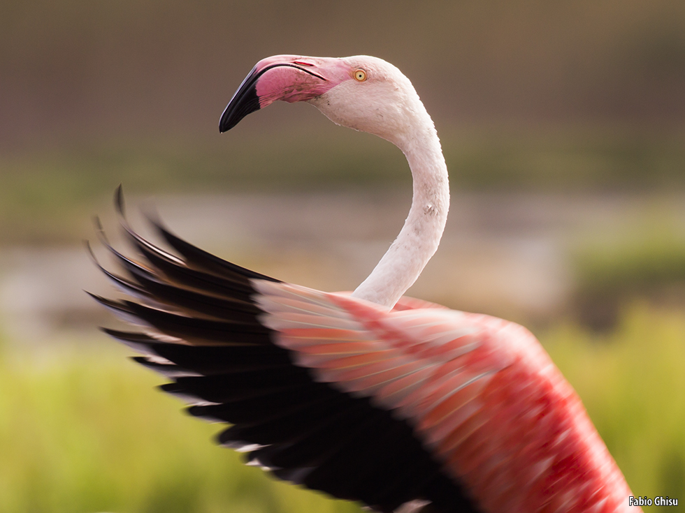 Sinis: Birdwatching e fotografia naturalistica