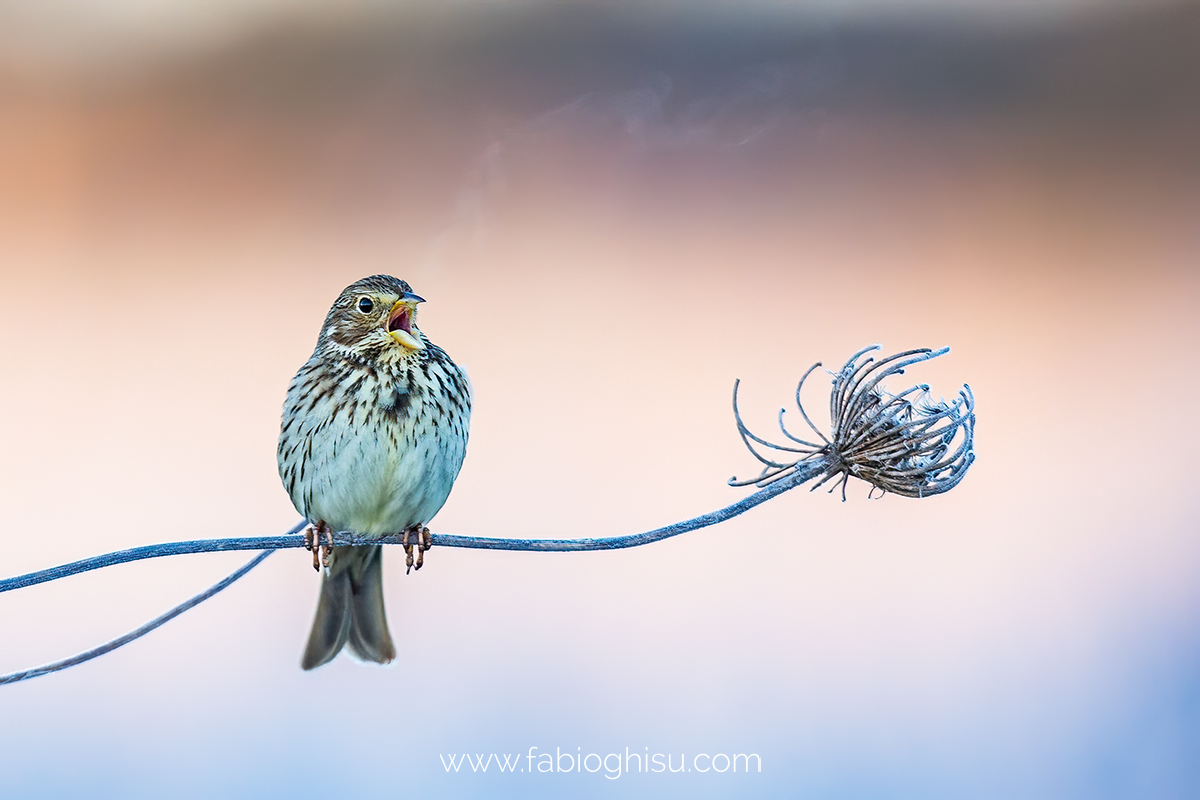 Corn bunting