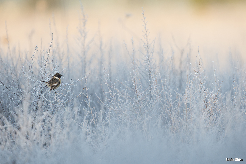The stonechat