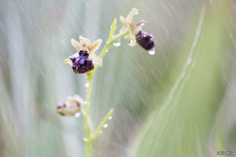 Orquídeas de Cerdeña: dos días de fotografía macro