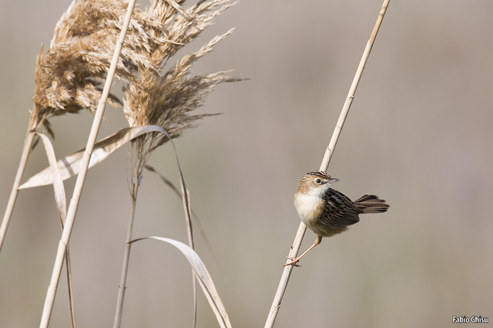 Streaked fantail warbler