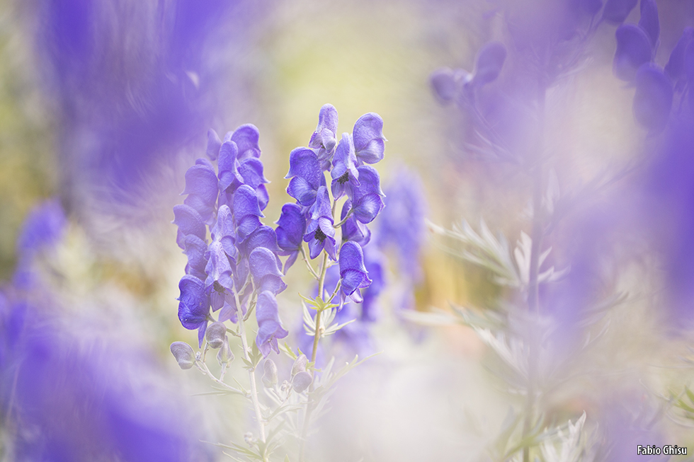 Aconitum tauricum