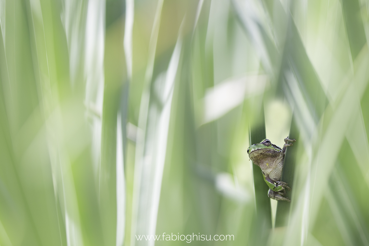 Sardinian tree frog