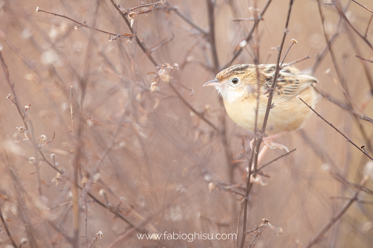 Zitting cisticola