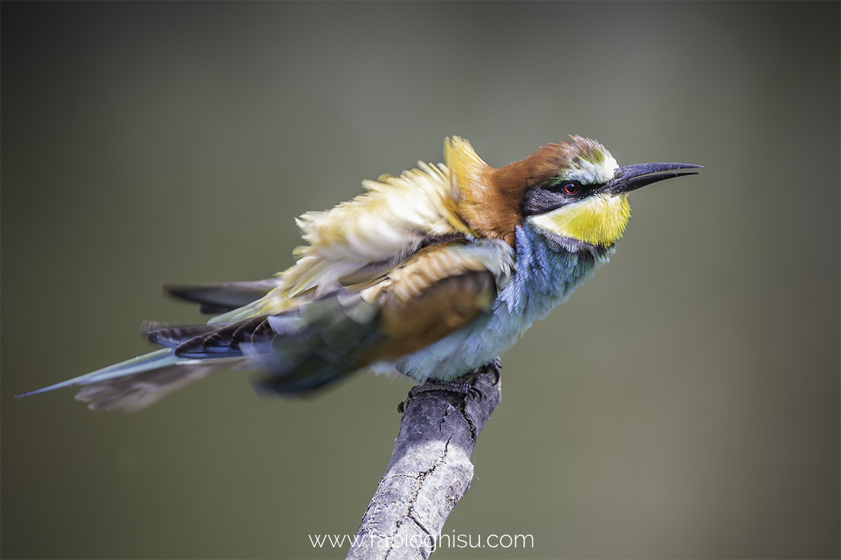 The bee-eater