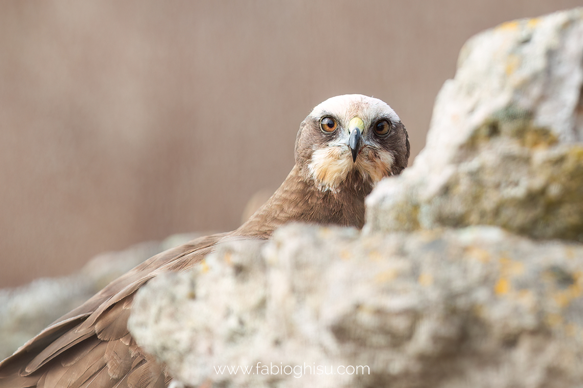 The western marsh harrier