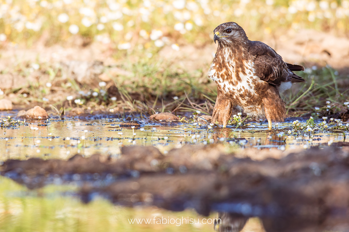 Buzzard