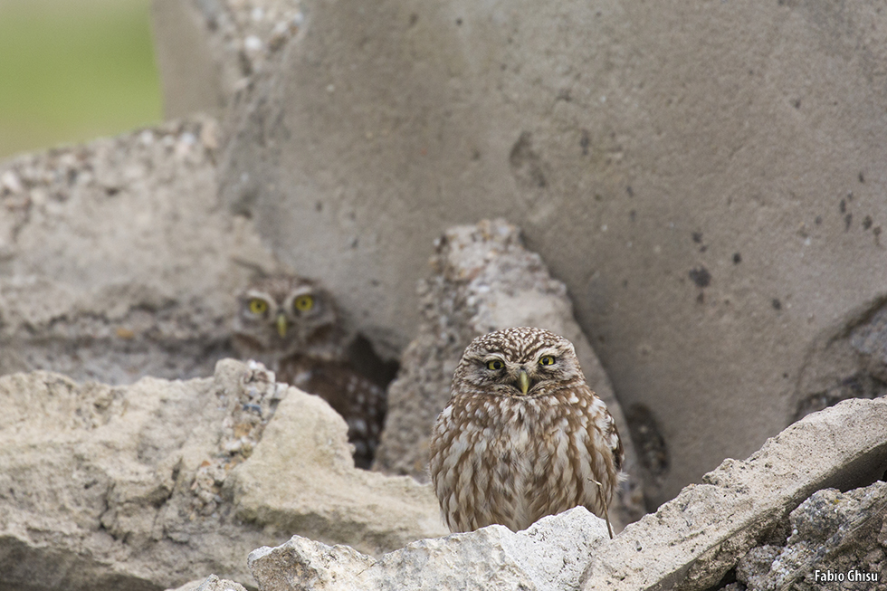 The little owl eyes