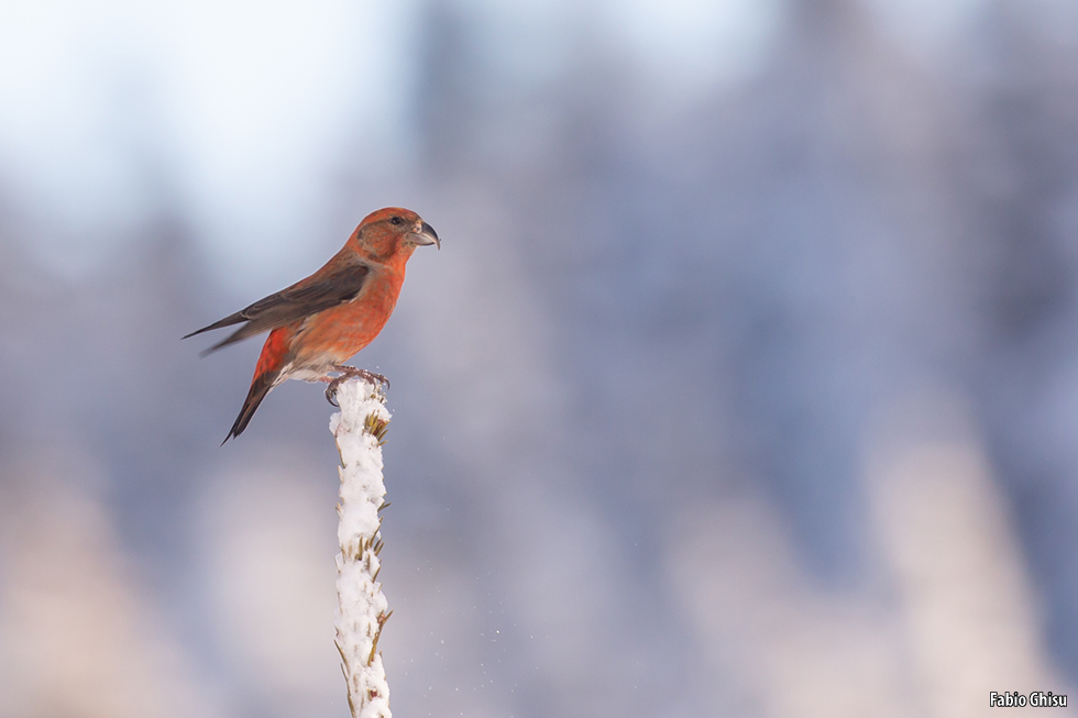 The red crossbill