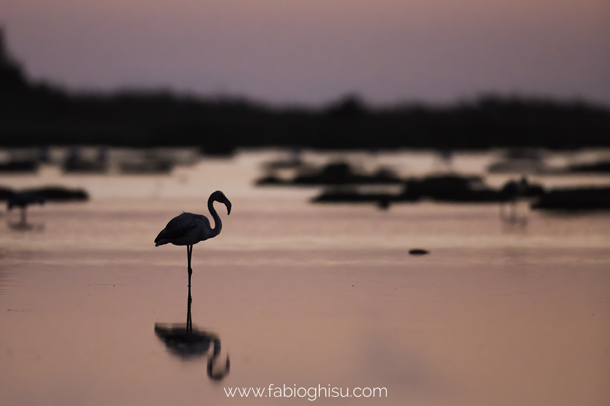 📷 Viaggio naturalistico in Sardegna