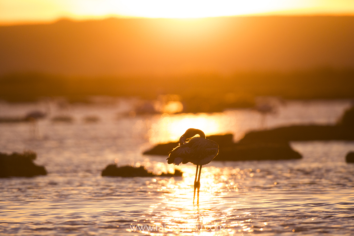 📷 Viaggio naturalistico in Sardegna