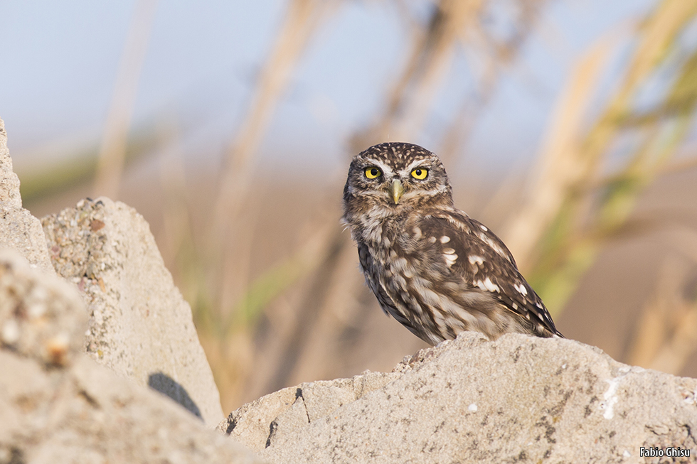Sinis: Birdwatching e fotografia naturalistica
