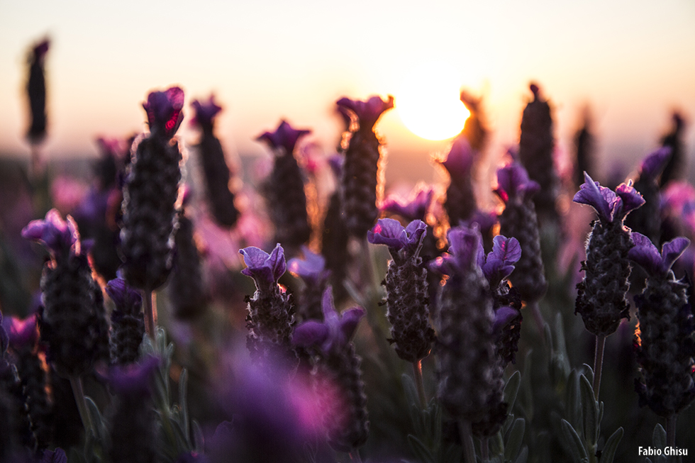 Wild lavender