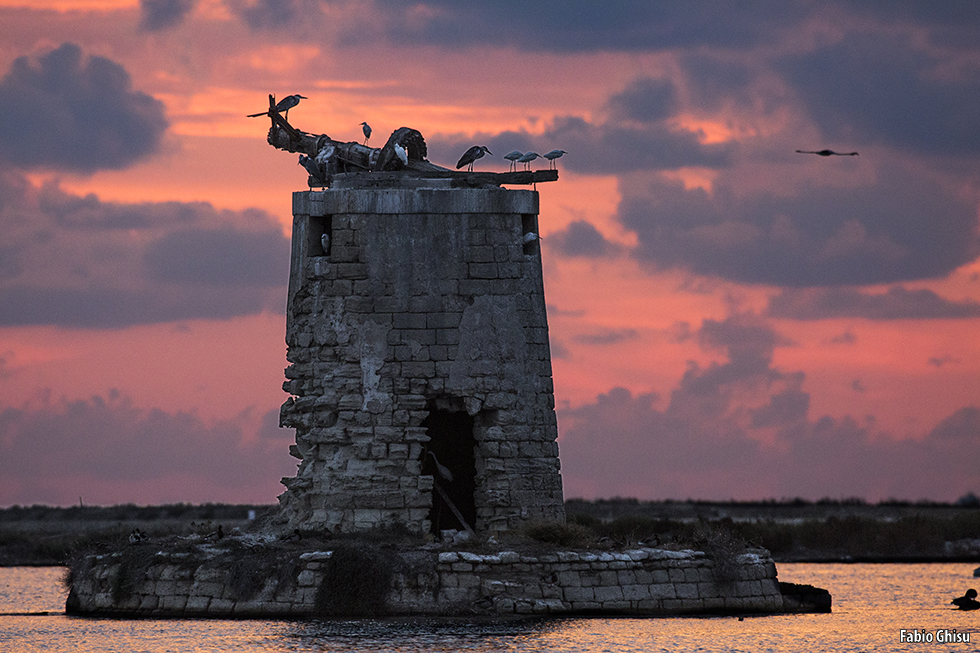 La torre de las ardeidas