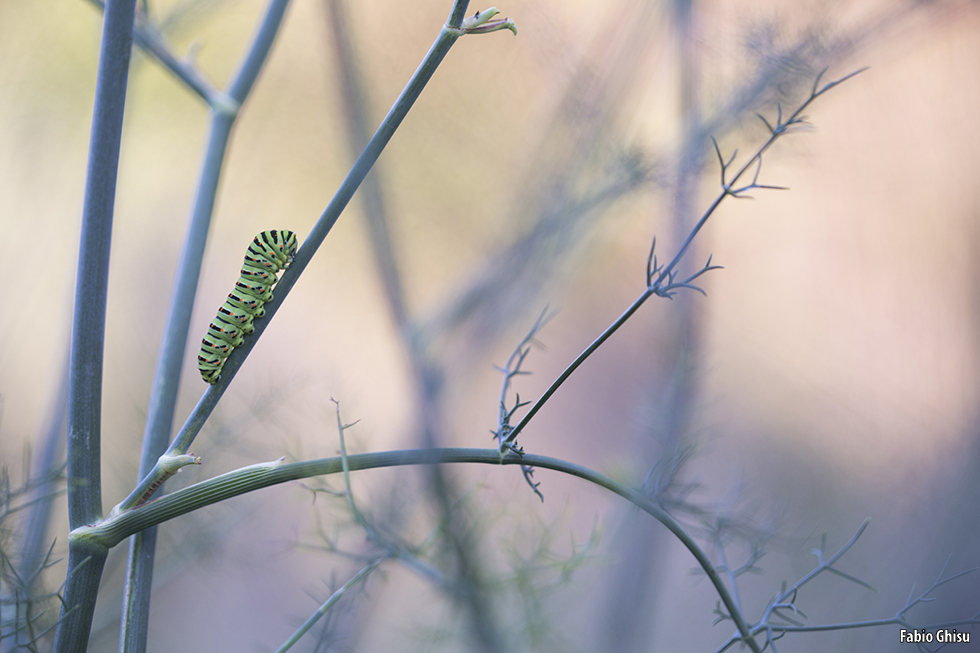 Swallowtail's caterpillar and fennel