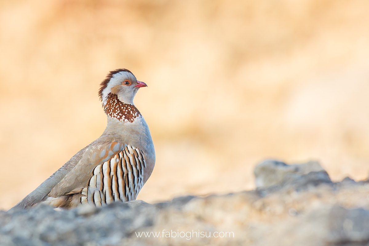 Barbary partridge