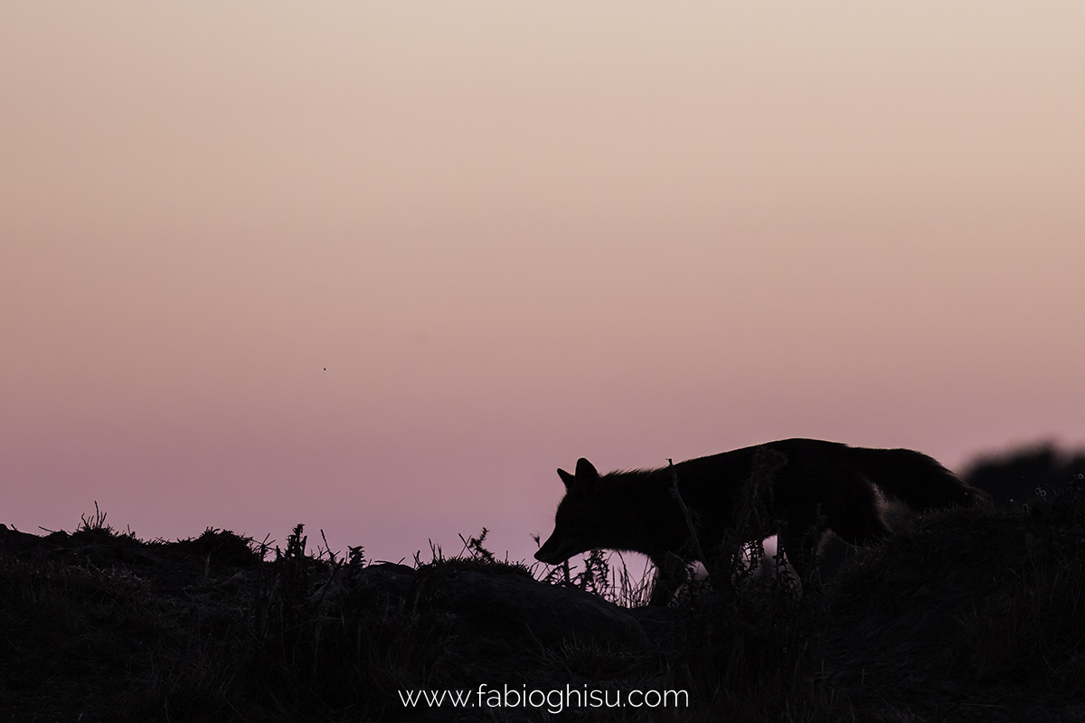 Volpe sarda all'alba