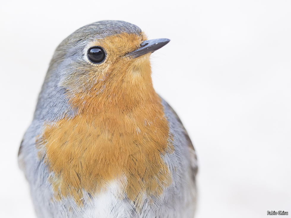 📷  Fotografare animali: workshop di fotografia naturalistica