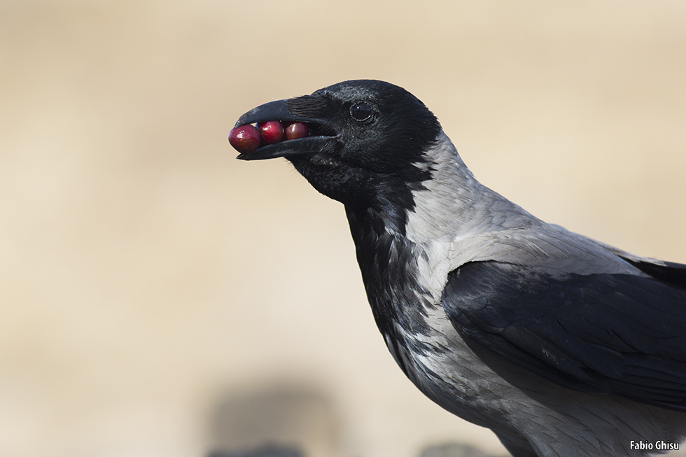 Hooded crow and cherries