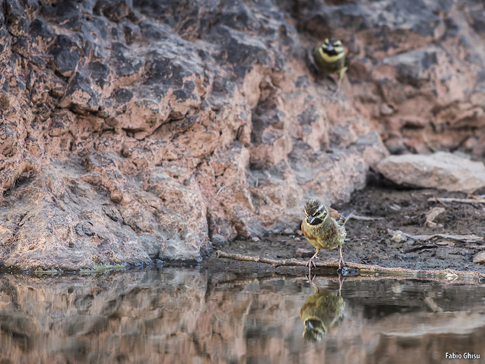 Cirls bunting