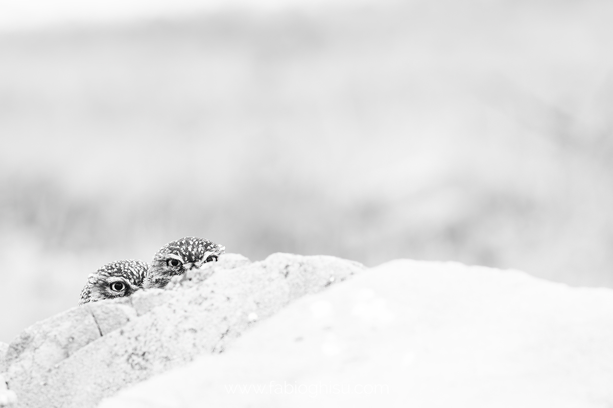 📷 Fotografiar animales: curso básico de fotografía