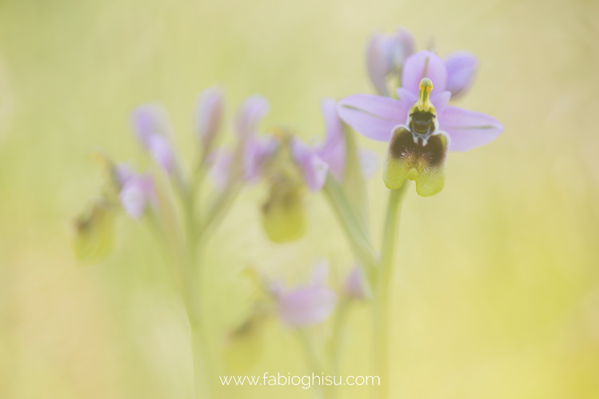 Ophrys tenthredinifera