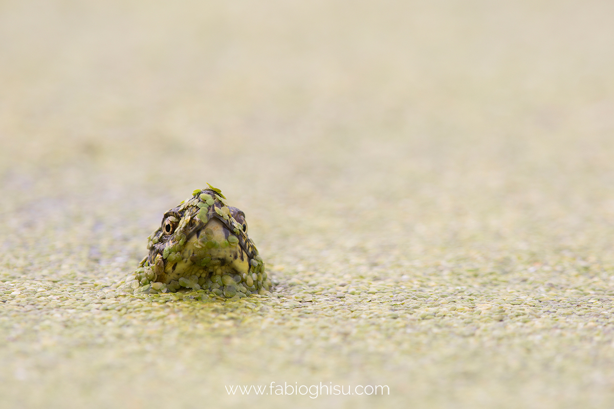 Las tortugas son animales muy fuertes!