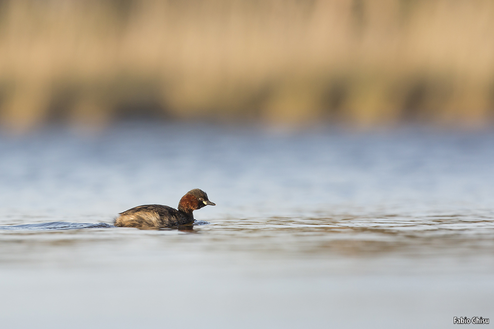 The little grebe