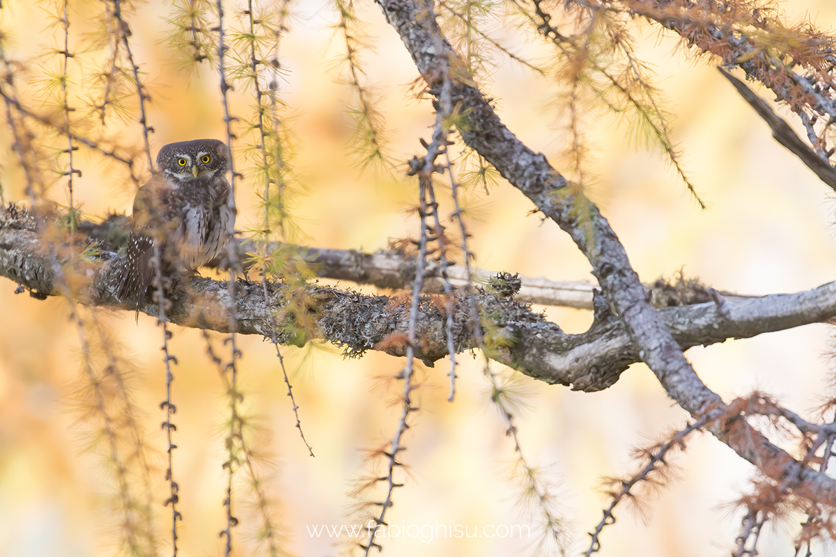 Eurasian pygmy owl