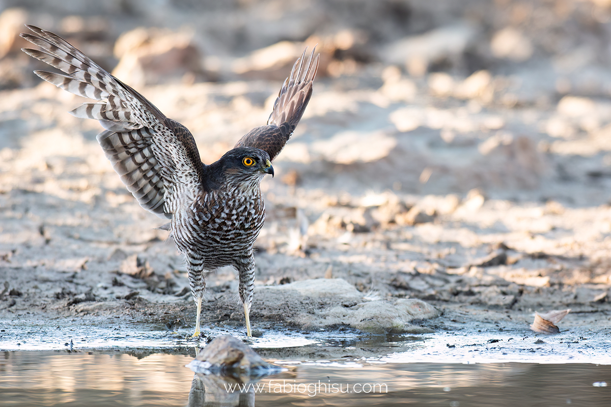 Eurasian sparrowhawk