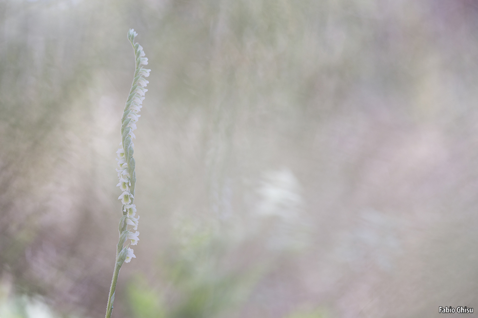 Spiranthes spiralis