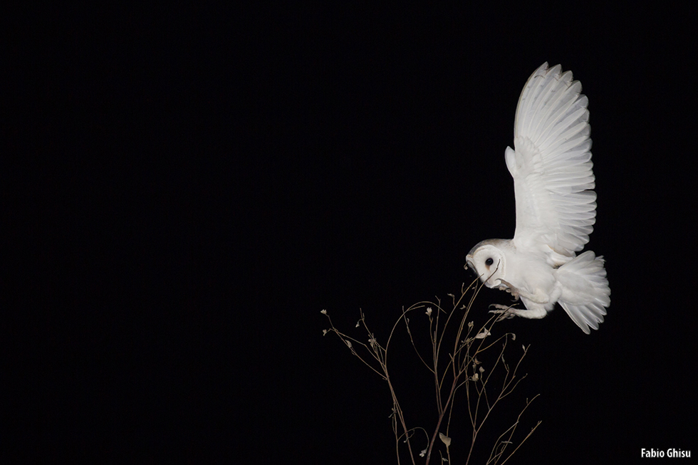 The silent flight of a barn owl