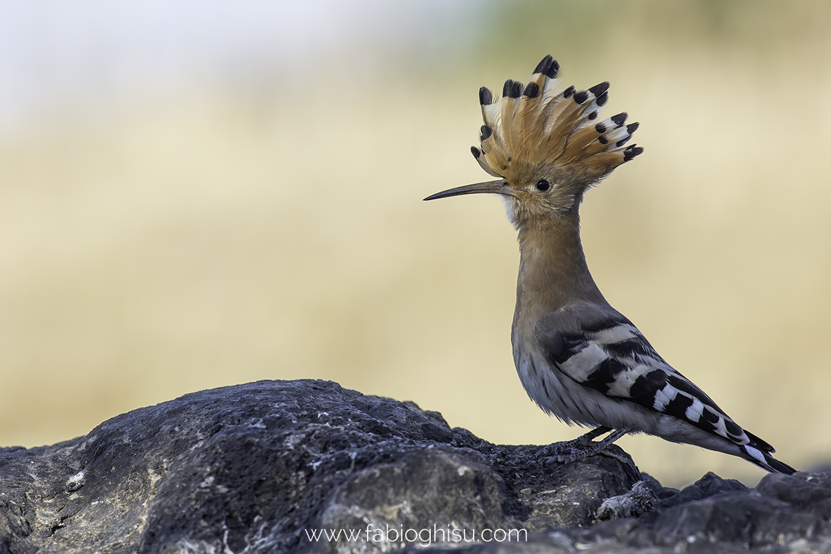 Hoopoe