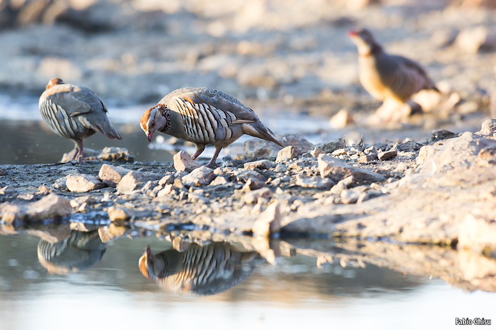 Partridges and water