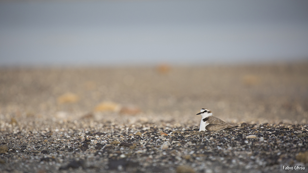 Sinis: Birdwatching e fotografia naturalistica