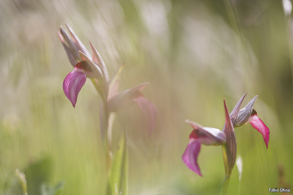 📷 Orquídeas de Cerdeña: workshop de fotografía macro