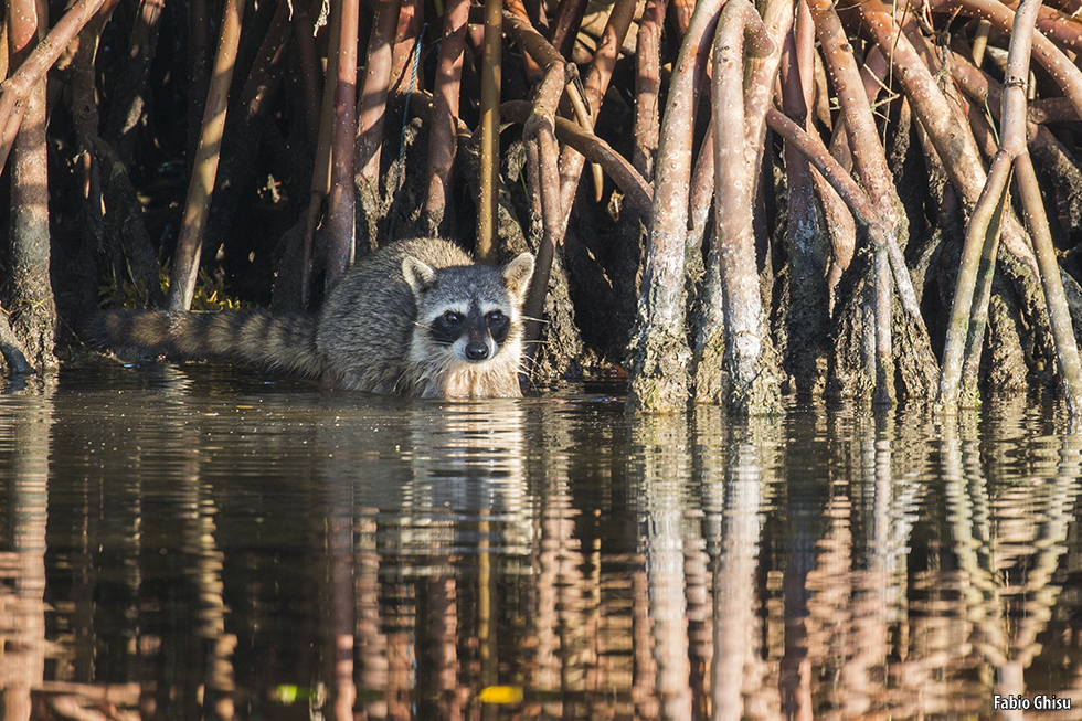 📷 Naturalistic journey in Yucatan