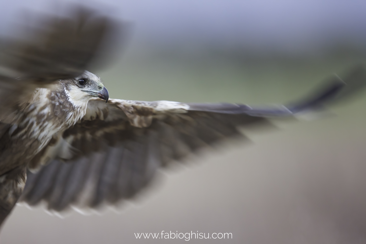 Young marsh harrier