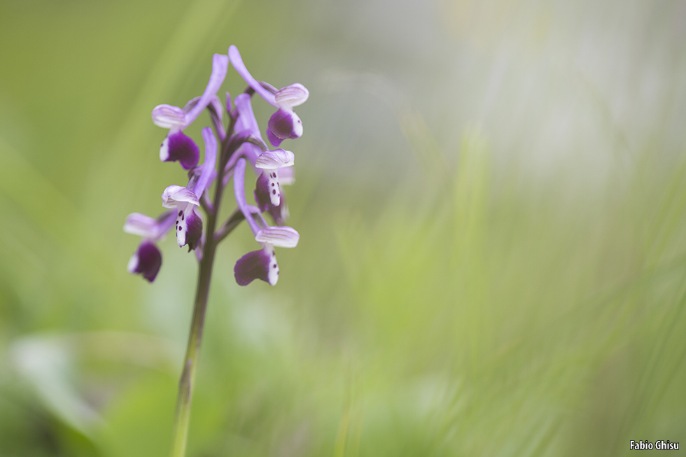 Orquídeas de Cerdeña: dos días de fotografía macro