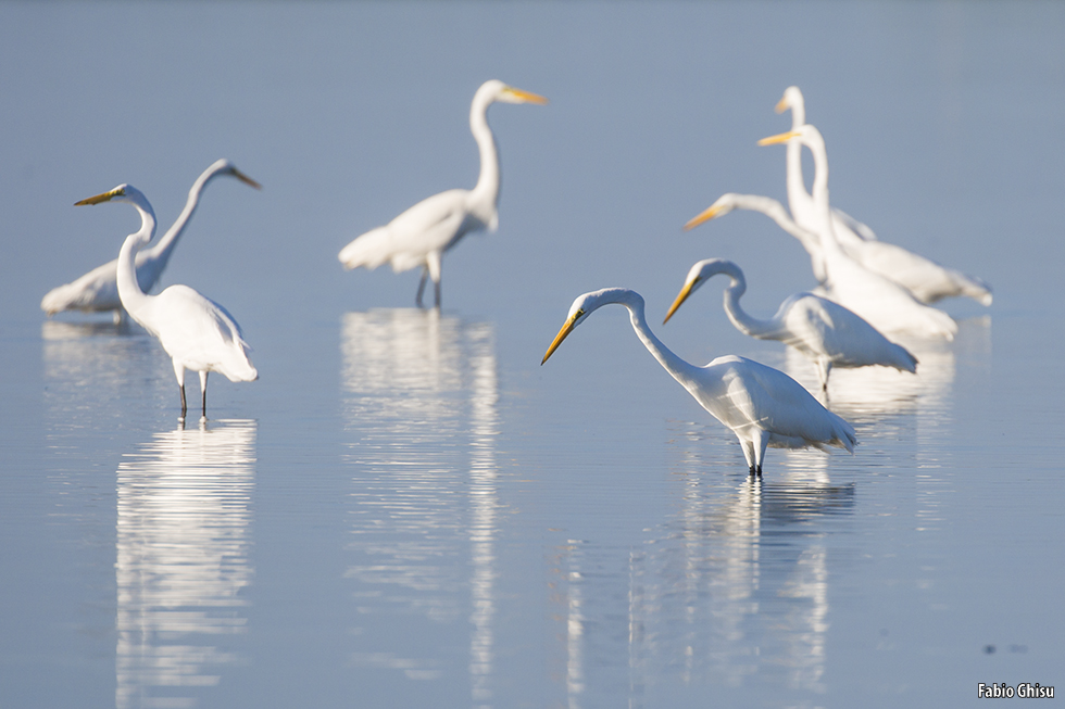 Great egrets