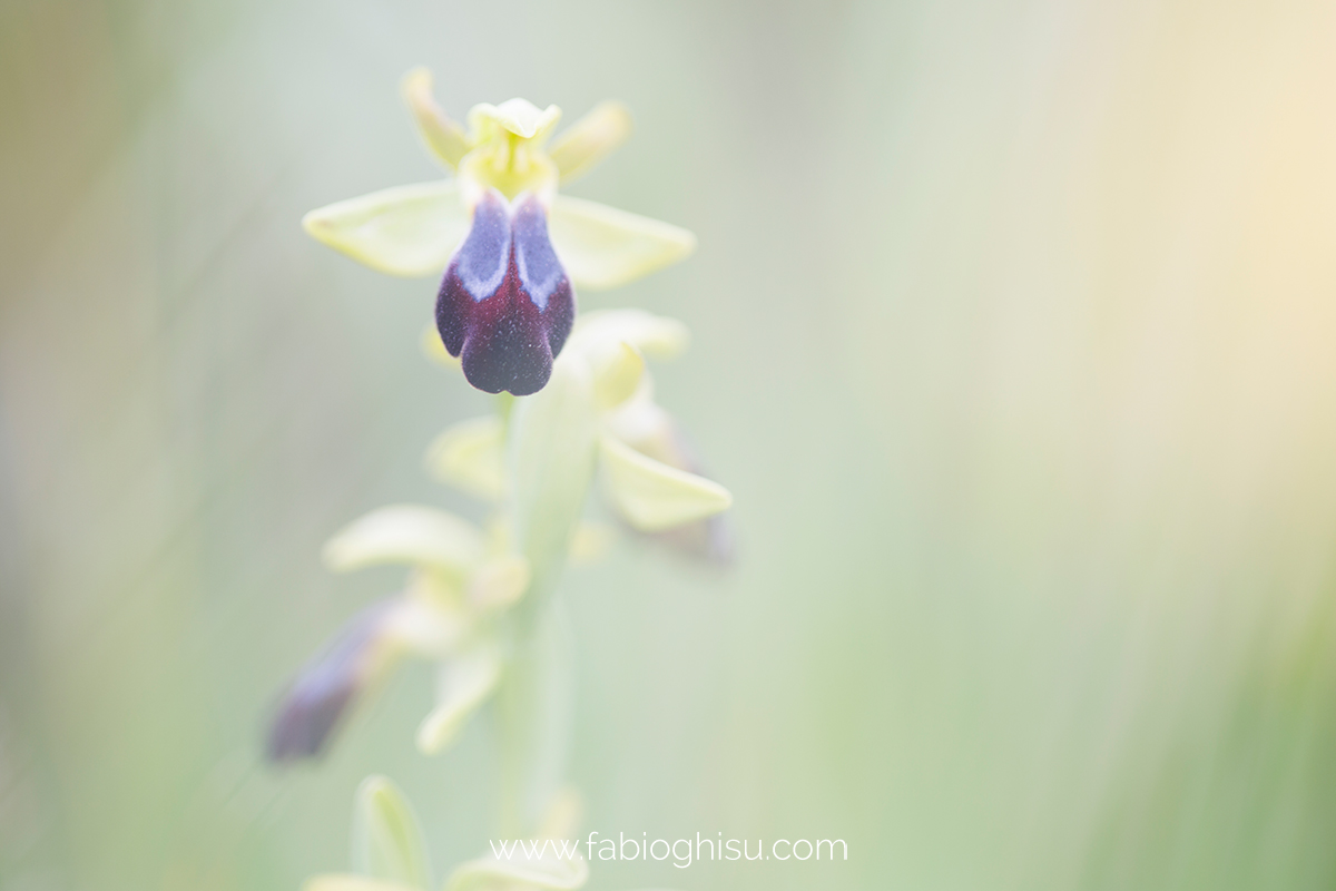 Ophrys fusca