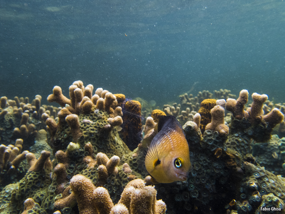 Fra i coralli della Baia dei Delfini